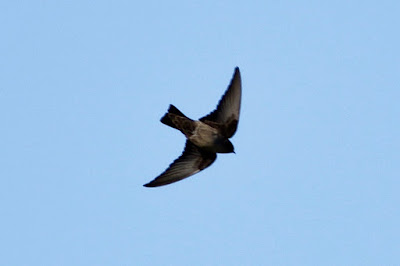 Eurasian Crag-Martin