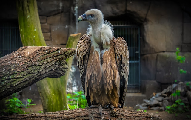 Vulture-(Aegypius-Monachus)-Animal-Facts-&-Information