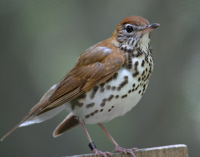 wood thrush in the songbird aviary at the Columbus Zoo