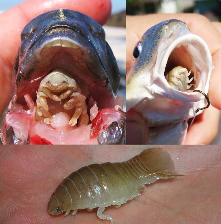 Parásito y lengua de reemplazo. El crustáceo Cymothoa exigua es un camarón que secuestra la función de la lengua de los peces.