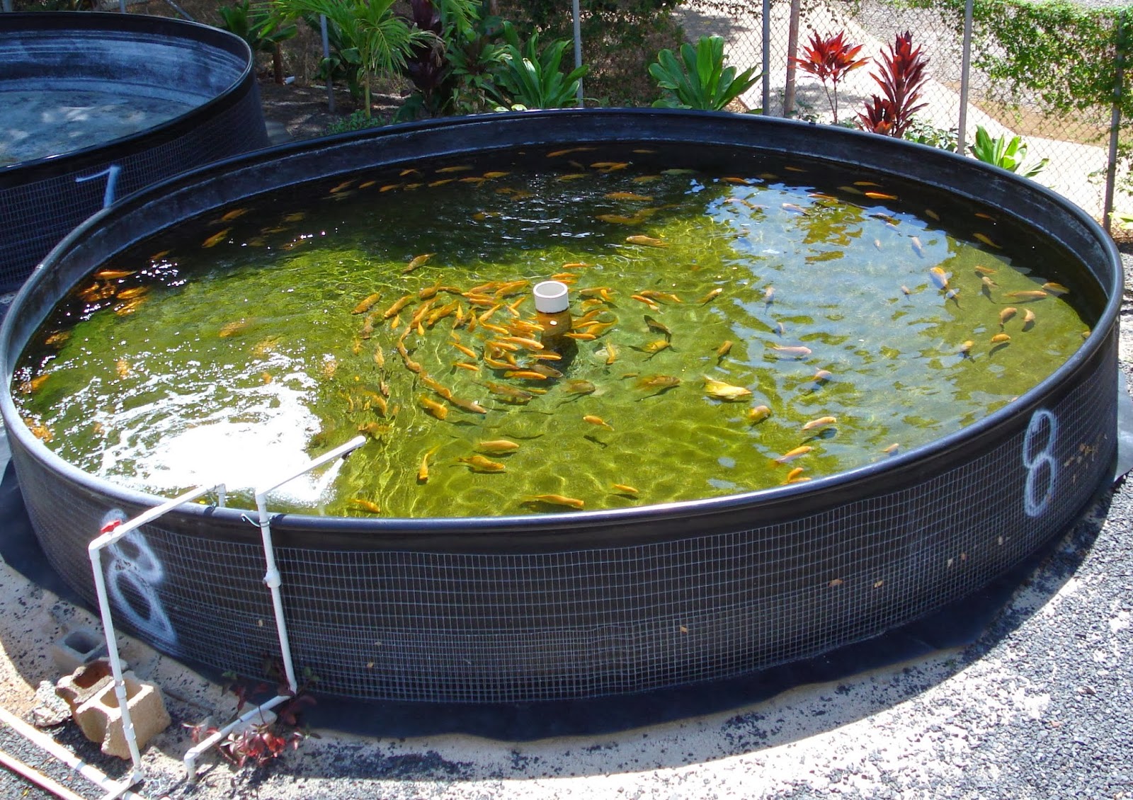 Aquaponic Garden Tips: Aquaponics Fish for getting a ...