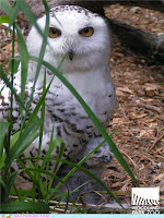 white owlet peeking through the grass