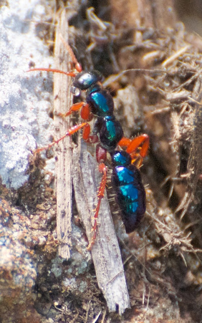 Blue Ant (Diamma bicolor)