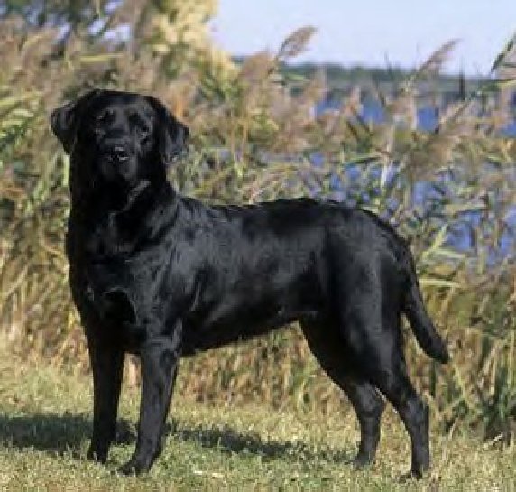 chocolate labrador retriever. Golden Retriever/Black Lab