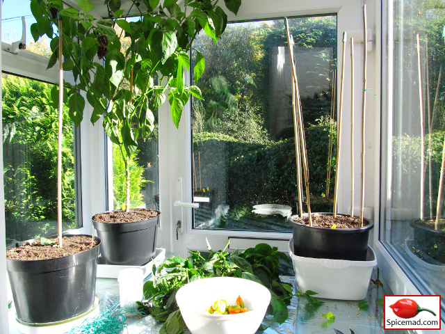 Chilli Plants in the Porch - 18th October 2018