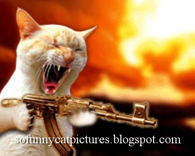pics of funny cats with guns. Funny Cats Pictures With Words