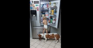 Niño y perro en la heladera 