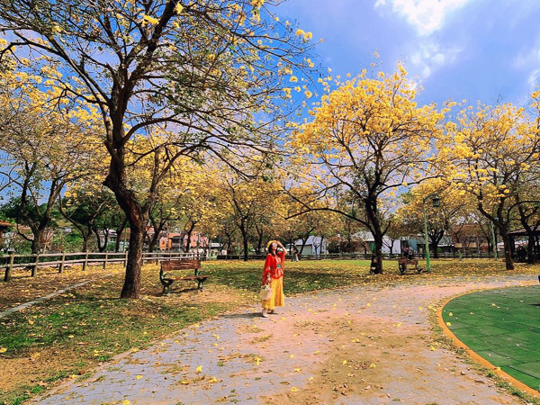 台中大坑廍子公園黃花風鈴木盛開，全家出遊賞花拍美照好去處