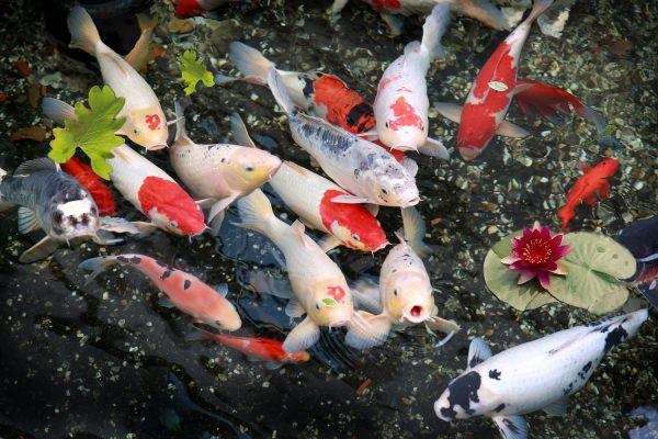 Jenis Ikan Koi Jepang Membawa Keberuntungan