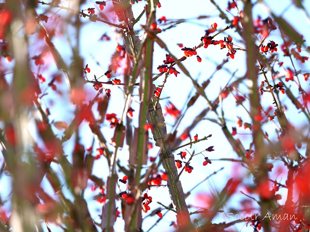 Euonymus alatus