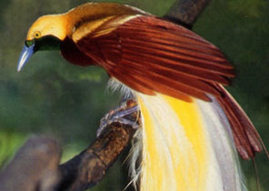 bird of paradise