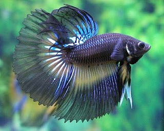 Beauty Cupang Fish