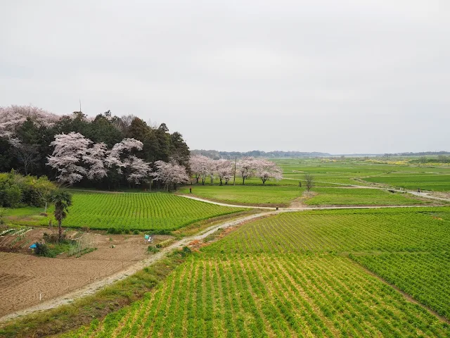 荒川自転車道