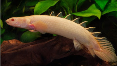 Ikan Palmas Albino