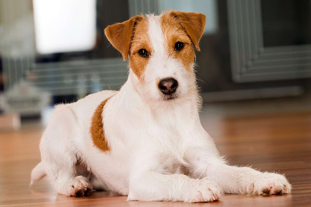 10-Most-Interesting-Terrier-Dog-Breeds