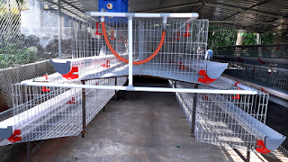 omega 3 6 poultry farm cage