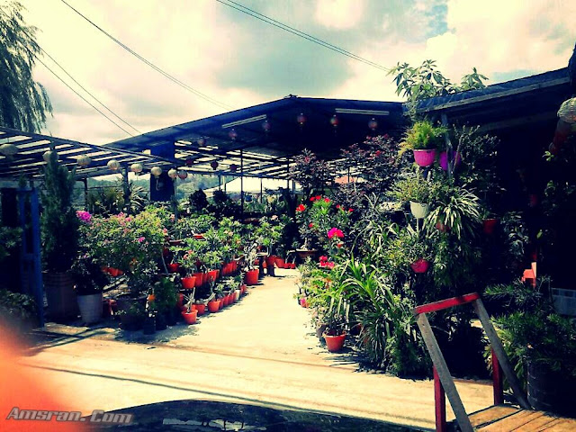 bunga bonsai adenium