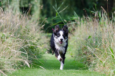 Border collie running towards the camera to recall