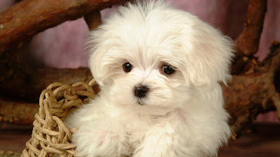 DOG NEW HD WALLPAPER 01