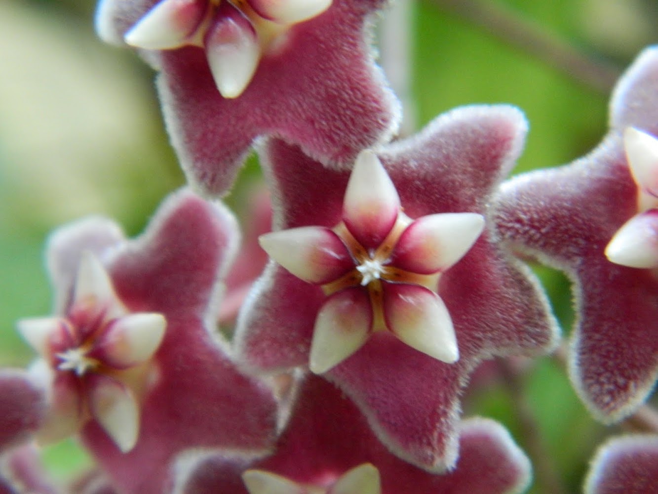 Flowers at the San Diego Zoo