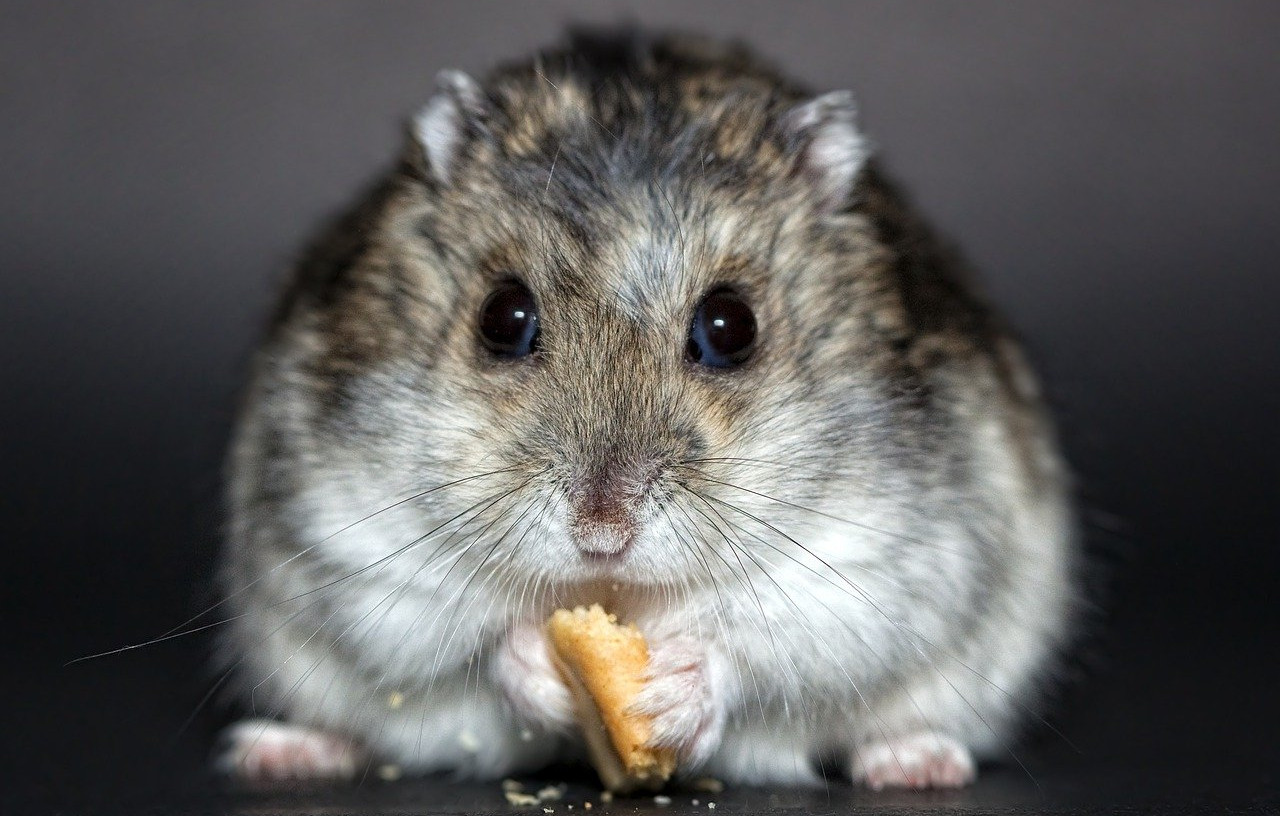 Hamster comiendo
