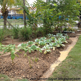 Kebun Tepi Rumah, Dulu dan Kini