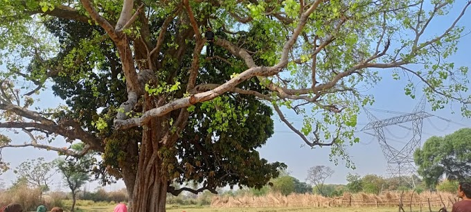 प्रयागराज: पीपल के पेड़ पर लटकता मिला युवक का शव, फैली सनसनी