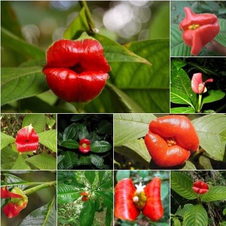 Flor-do-beijo ou Psychotria elata Flor-de-lábios, Lábios-de-prostituta, Lábios-quentes, Planta-dos-lábios-quentes
