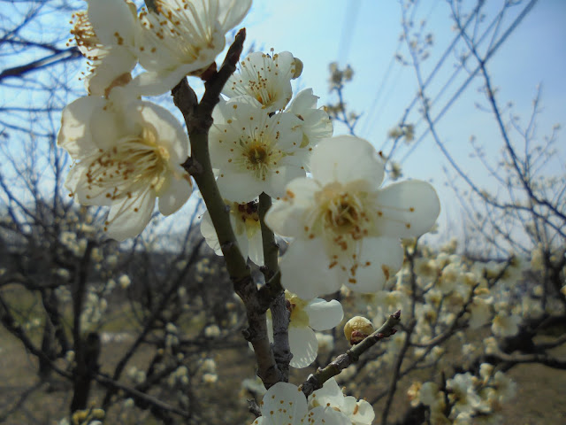 梅の花