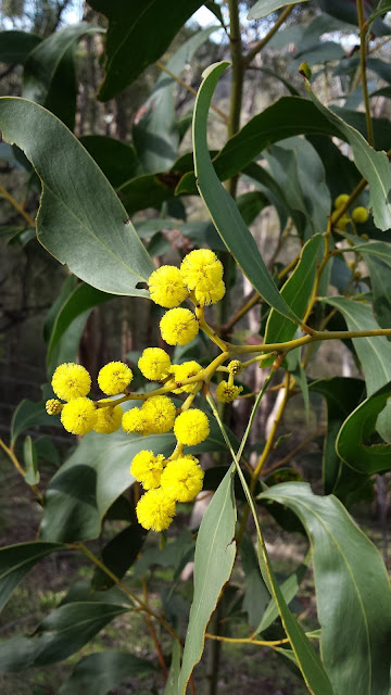 Warrandyte State Park