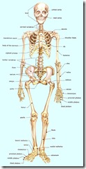 bones-in-the-adult-human-body-skeleton