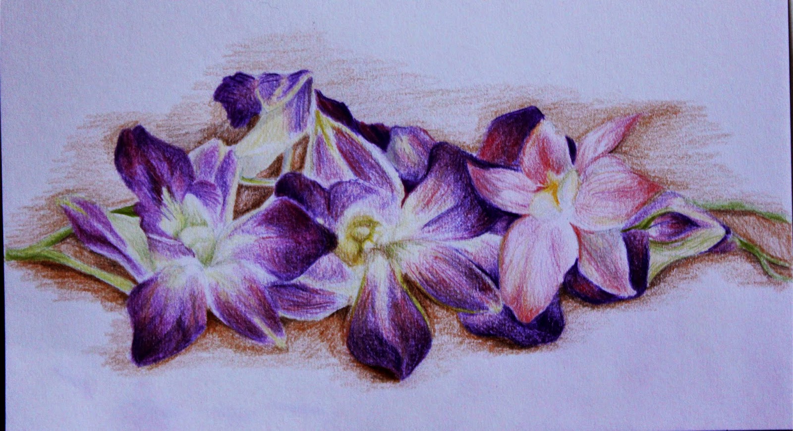  Orchid Flower Drawing In Pencil Wallpapers Gallery