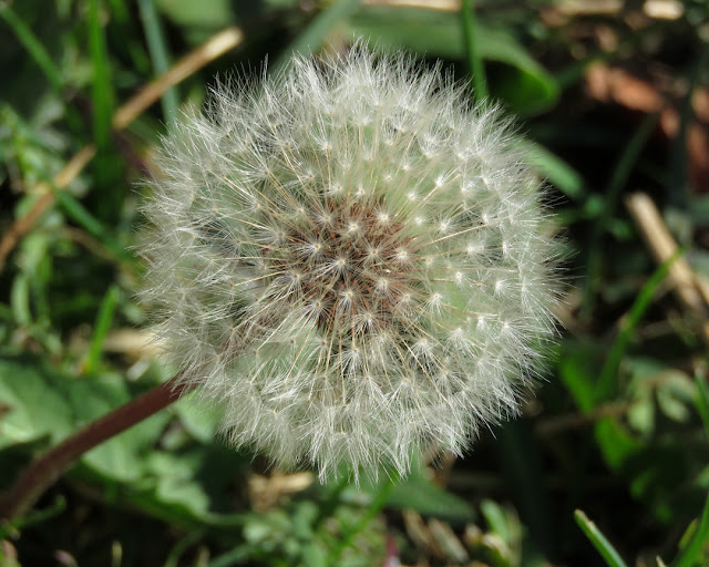 Dandelion, Fortezza Vecchia (Old Fortress), Livorno