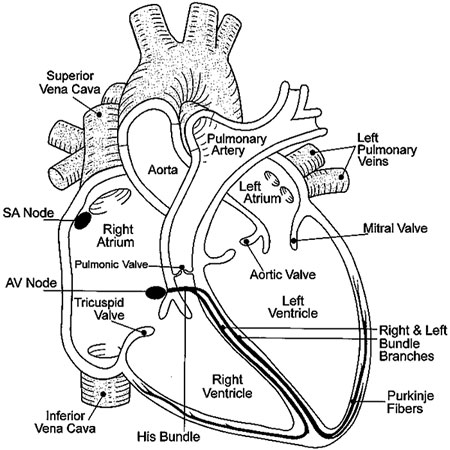 heart diagram unlabeled. Heart Diagram And Labels.