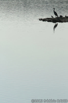 oiseau vanneau héron silhouette étang nature Sorques Fontainebleau Seine et Marne