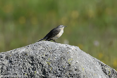 Grasset de muntanya (Anthus spinoletta)