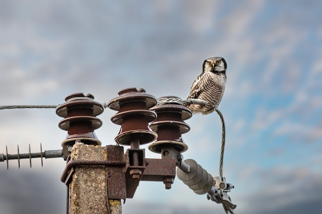 bird on an electrical post