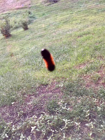 woollybear caterpillar on porch screen