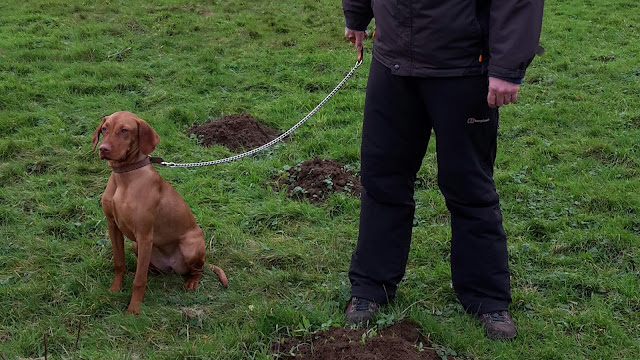 Project 365 2015 day 360 - Boxing Day dog walk // 76sunflowers