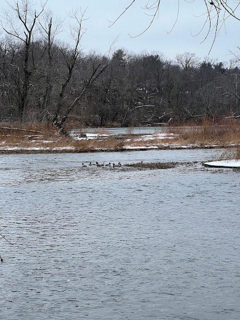 Ducks gathered near one of the small islands in the Fox River at Glenwood Park Forest Preserve.