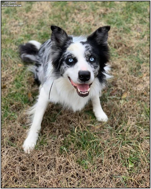 bordercollie