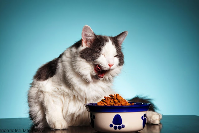 When to Switch Kitten Food To Adult Cat Food