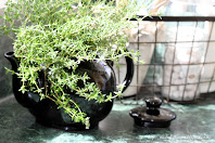 Potted Thyme