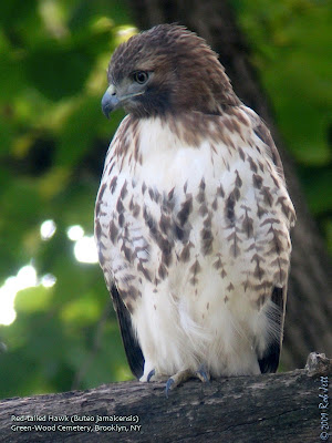 Baby  Tailed Hawk on The City Birder  06 01 2009   07 01 2009