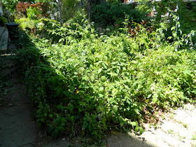 Leslieville Toronto Summer Front Garden Cleanup Before by Paul Jung Gardening Services--a Toronto Gardening Company