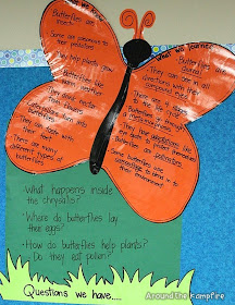 Butterfly life cycle KWL anchor chart