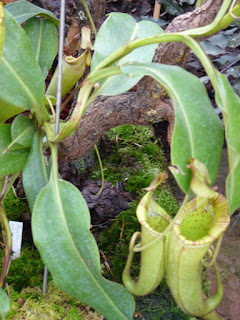 Nepenthes veitchii x maxima