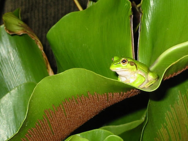 Bird Nest Fern