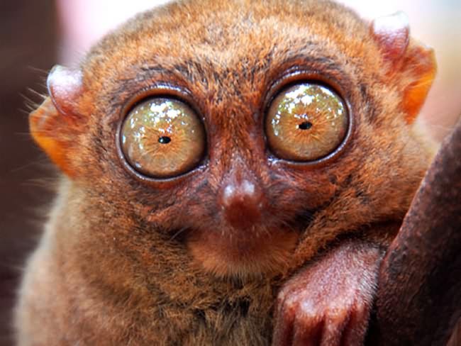 ugly animals in world. This ugly little