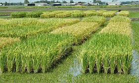 http://imarketreports.com/iran-stops-rice-imports-2.html